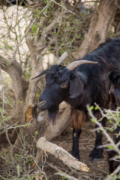 Cabras —  Fotos de Stock