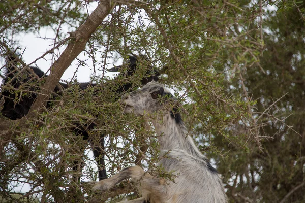 Geiten op boom in Marokko — Stockfoto