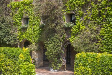 ev yeşil sarmaşık