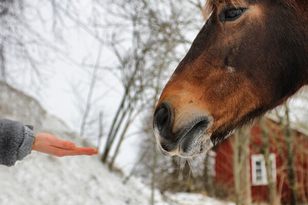 Human hand and horse