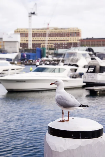 Satu burung camar di pelabuhan — Stok Foto