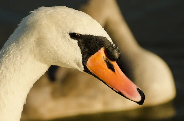 Cabeza de cisne blanco —  Fotos de Stock