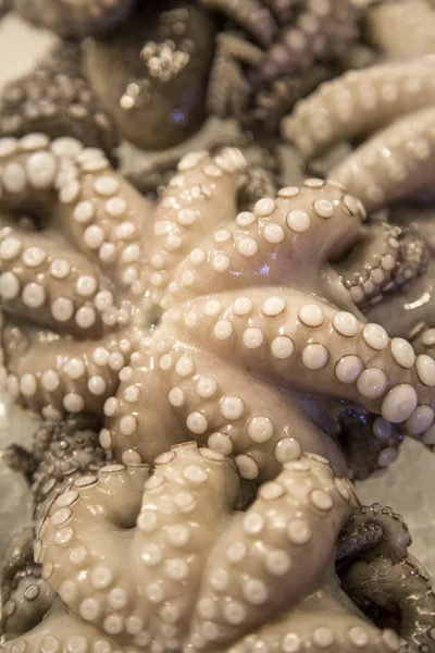 Octopus on the market — Stock Photo, Image