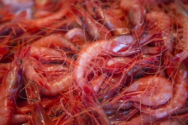 Crevettes rouges fraîches — Photo