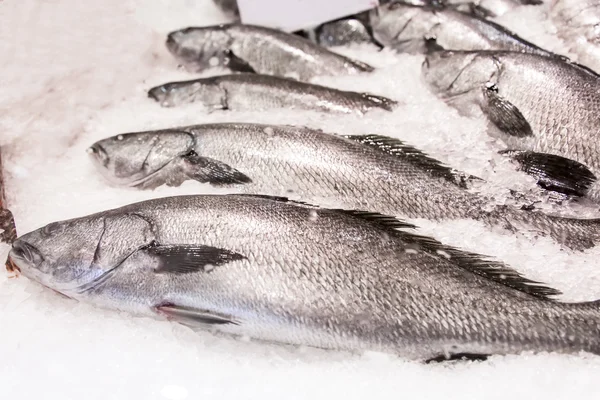 シドニーの魚市場 — ストック写真