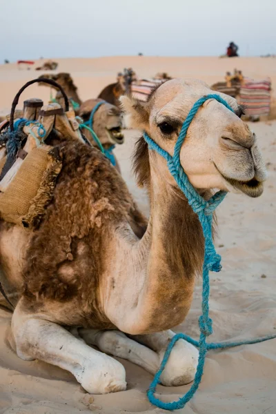 Camel sitter på sanden — Stockfoto