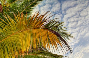 Sarı palmiye yaprakları