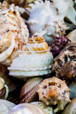 Farklı deniz kabuklarını yakın çekim