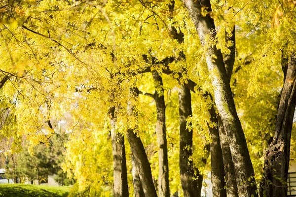 Podzimní park zobrazení — Stock fotografie