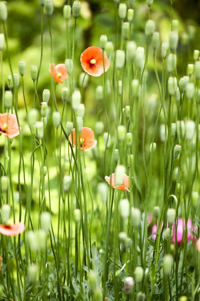 Rode papavers in het veld — Stockfoto