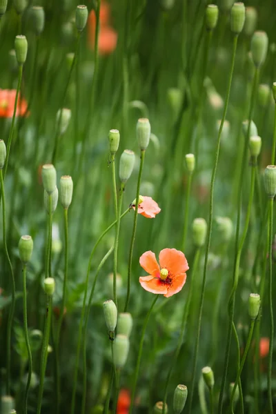 Rode papavers in het veld — Stockfoto