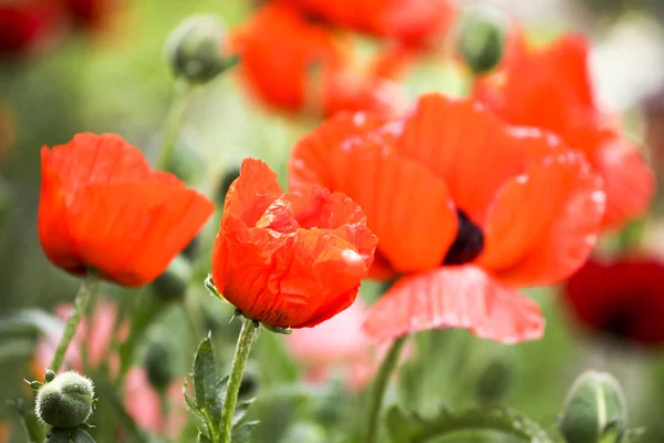 Rode papavers in het veld — Stockfoto