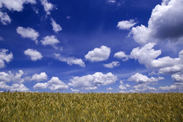 Blé mûr dans les champs — Photo