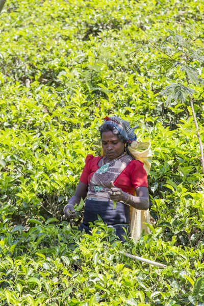 Woman at tea plantation — ストック写真