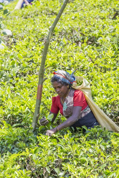 Femme à la plantation de thé — Photo