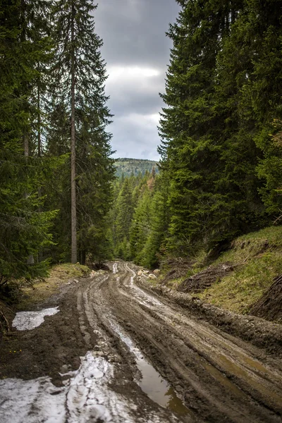 Waldweg aus Schlamm — Stockfoto
