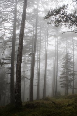 Adamlara orman manzaralı