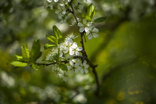 Flower branch in spring — Stock Photo, Image