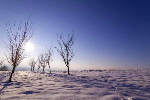 Vista sugli alberi invernali — Foto Stock