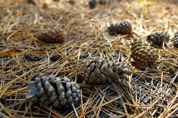 Kahverengi kuru pinecones — Stok fotoğraf