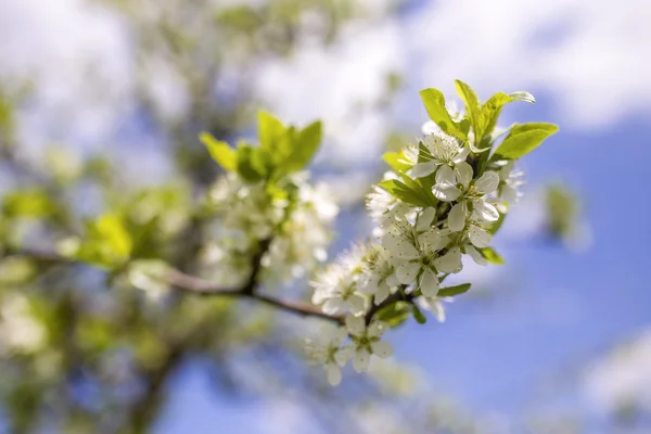 White flower branches — Stock Photo, Image