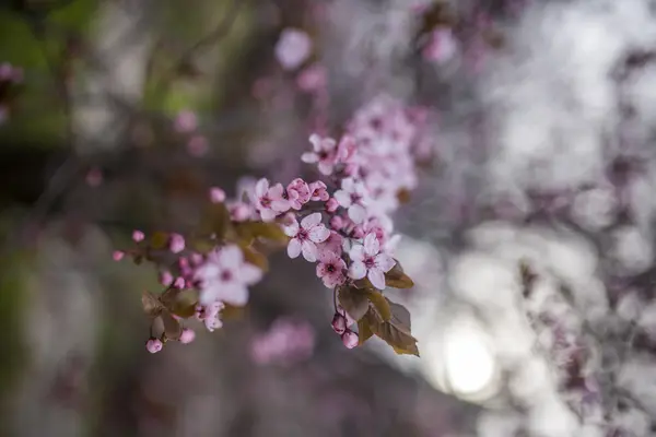 Flower branch in spring — Stock Photo, Image