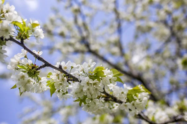 Flower branch in spring — Stock Photo, Image