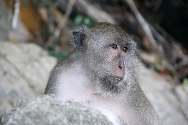 Tête de singe, gros plan — Photo