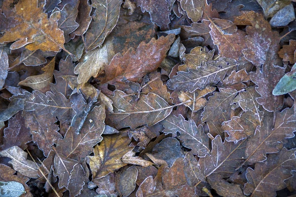 Foglie di quercia congelate — Foto Stock