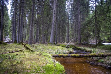 Orman akışı görünümü