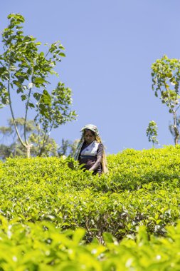 Çay bir çiftlikte kadın