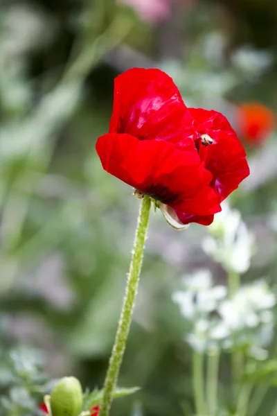 Papaver in het groene veld — Stockfoto