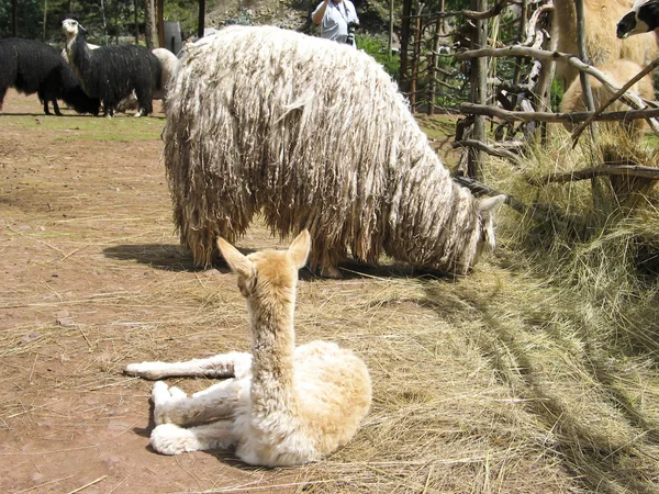 Ver os Suri alpacas — Fotografia de Stock