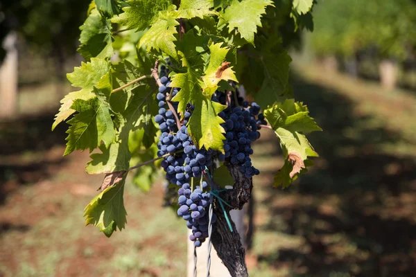 View at wineyard on sunny day — Stock Photo, Image