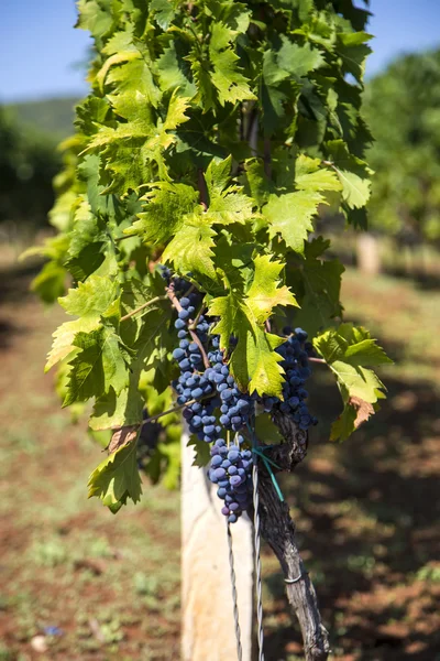 View at wineyard on sunny day — Stock Photo, Image