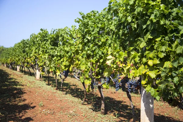 Vista en el viñedo en el día soleado —  Fotos de Stock