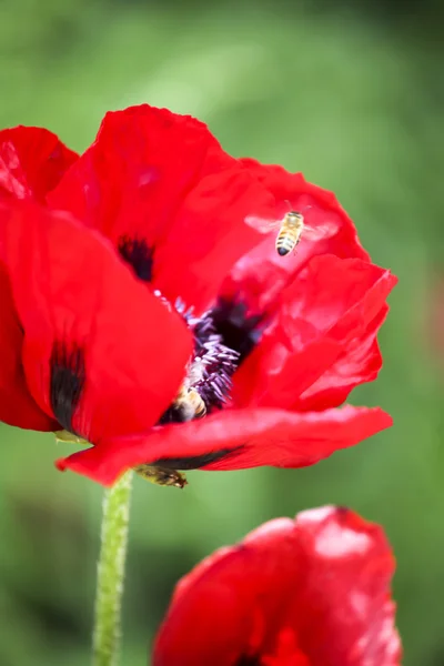 Papaver in het groene veld — Stockfoto