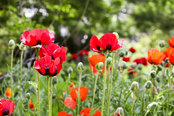 Papaver in het groene veld — Stockfoto