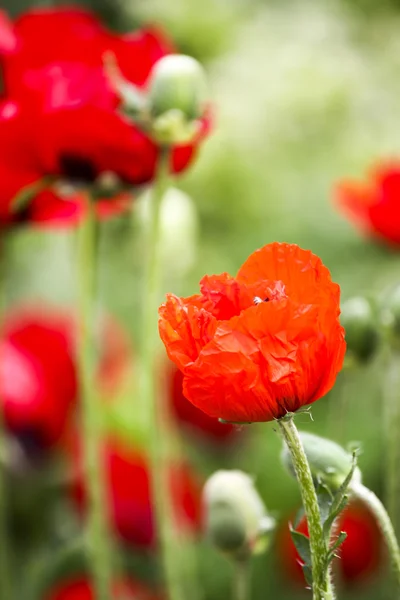 Amapolas en el campo verde —  Fotos de Stock