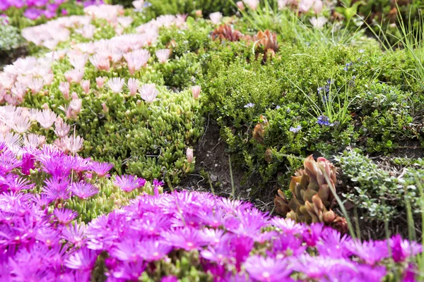 Plantas de gelo resistentes — Fotografia de Stock