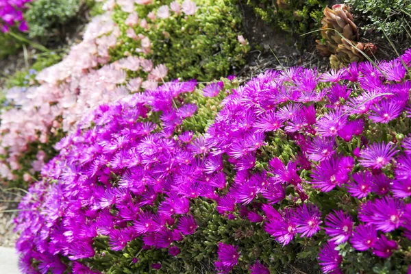 Plantas de gelo resistentes — Fotografia de Stock