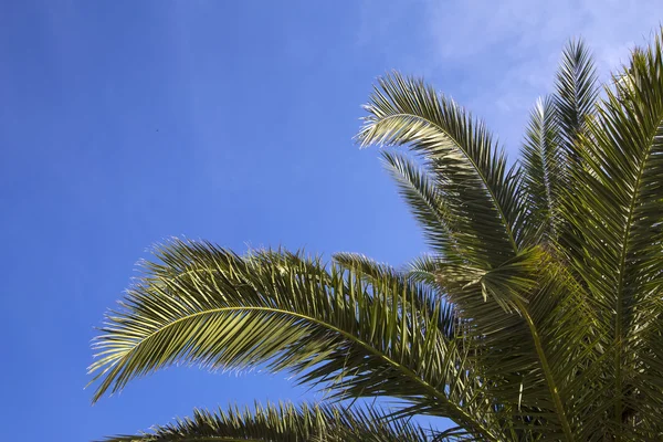 Grüne Palmenblätter am blauen Himmel — Stockfoto