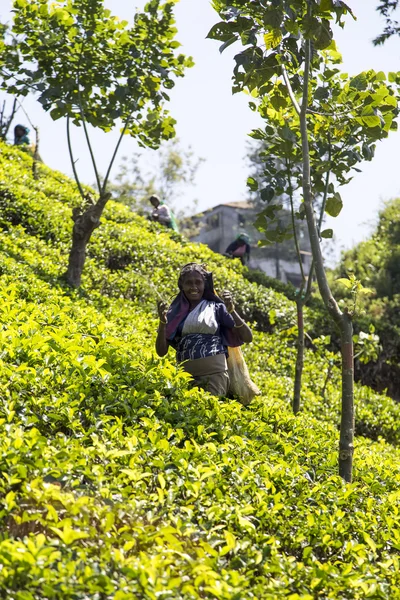 Femme travaillant sur la plantation de thé — Photo