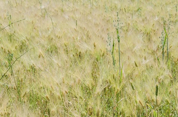 Green yellow field — Stock Photo, Image