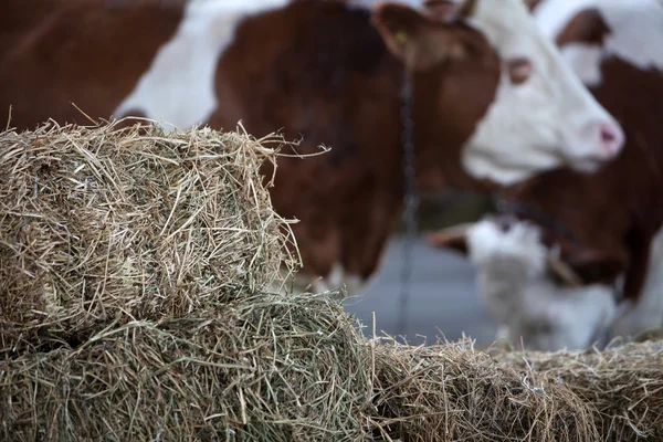 Foto de vacas en una granja —  Fotos de Stock