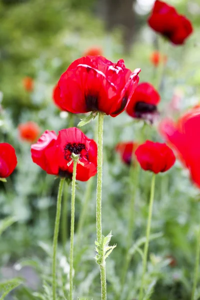 Coquelicots dans le champ vert — Photo