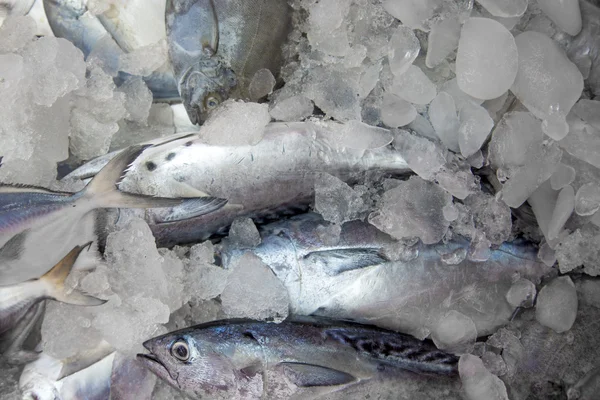 Pescado en el hielo en Kerala —  Fotos de Stock