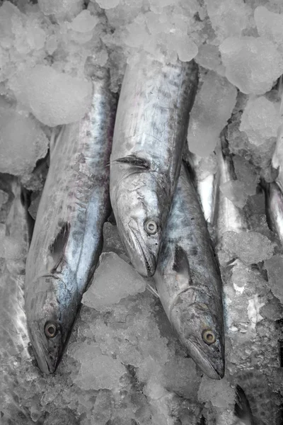 Pescado en el hielo en Kerala —  Fotos de Stock