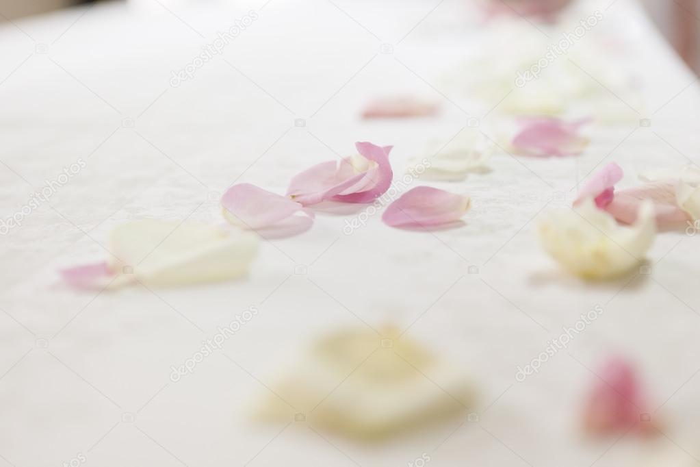 tender rose petals