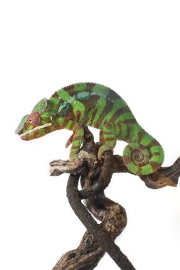 Bir yeşil bukalemun